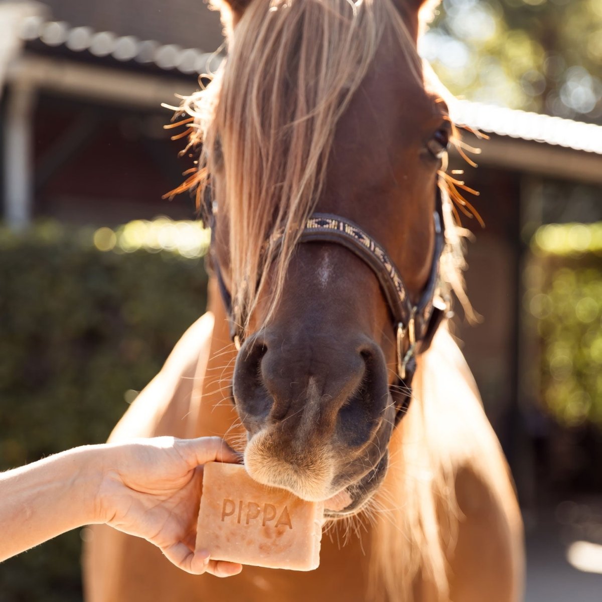 PIPPA Paardenshampoo Honey & Propolis