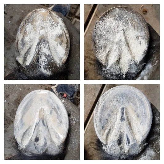 Unique-horn Magic Hoof Powder – natuurlijk poeder tegen rotstraal bij paarden