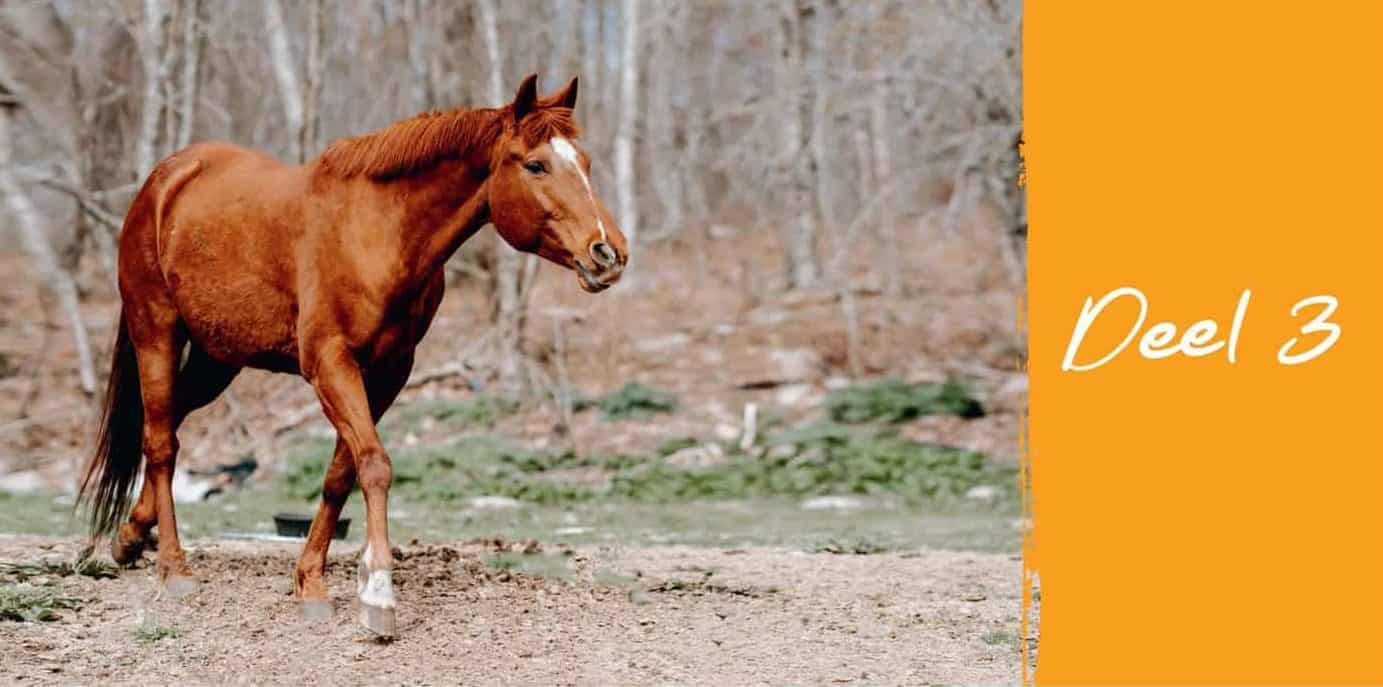 Sfeervolle foto van het boek Horse Essentials naast natuurlijke oliën en kruiden voor paarden