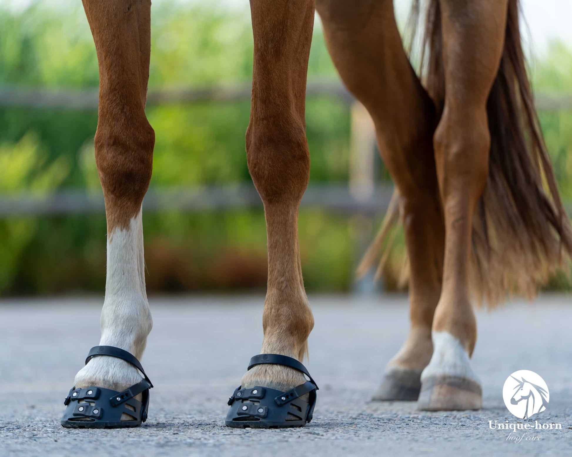Eenvoudige en instelbare sluiting van de Unique-horn Sport Hoof Boot voor snelle bevestiging.